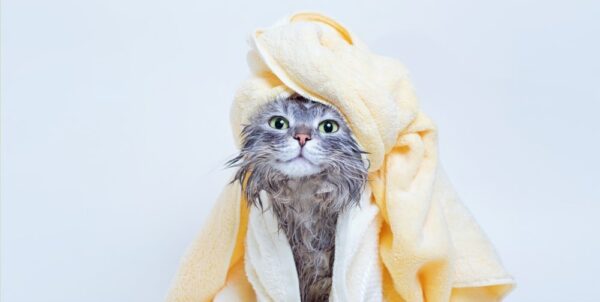 Banho Gato Especial