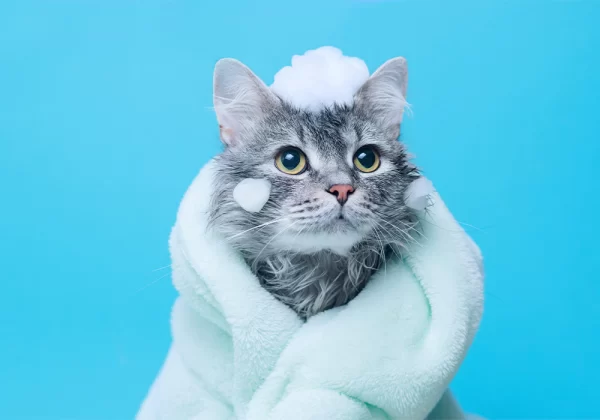 Banho Gato Simples